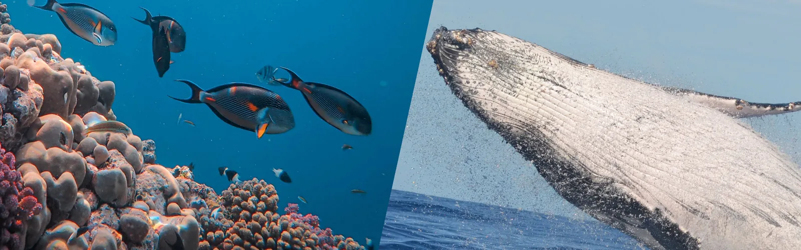 Fond marin et baleine à bosse à Boa Vista