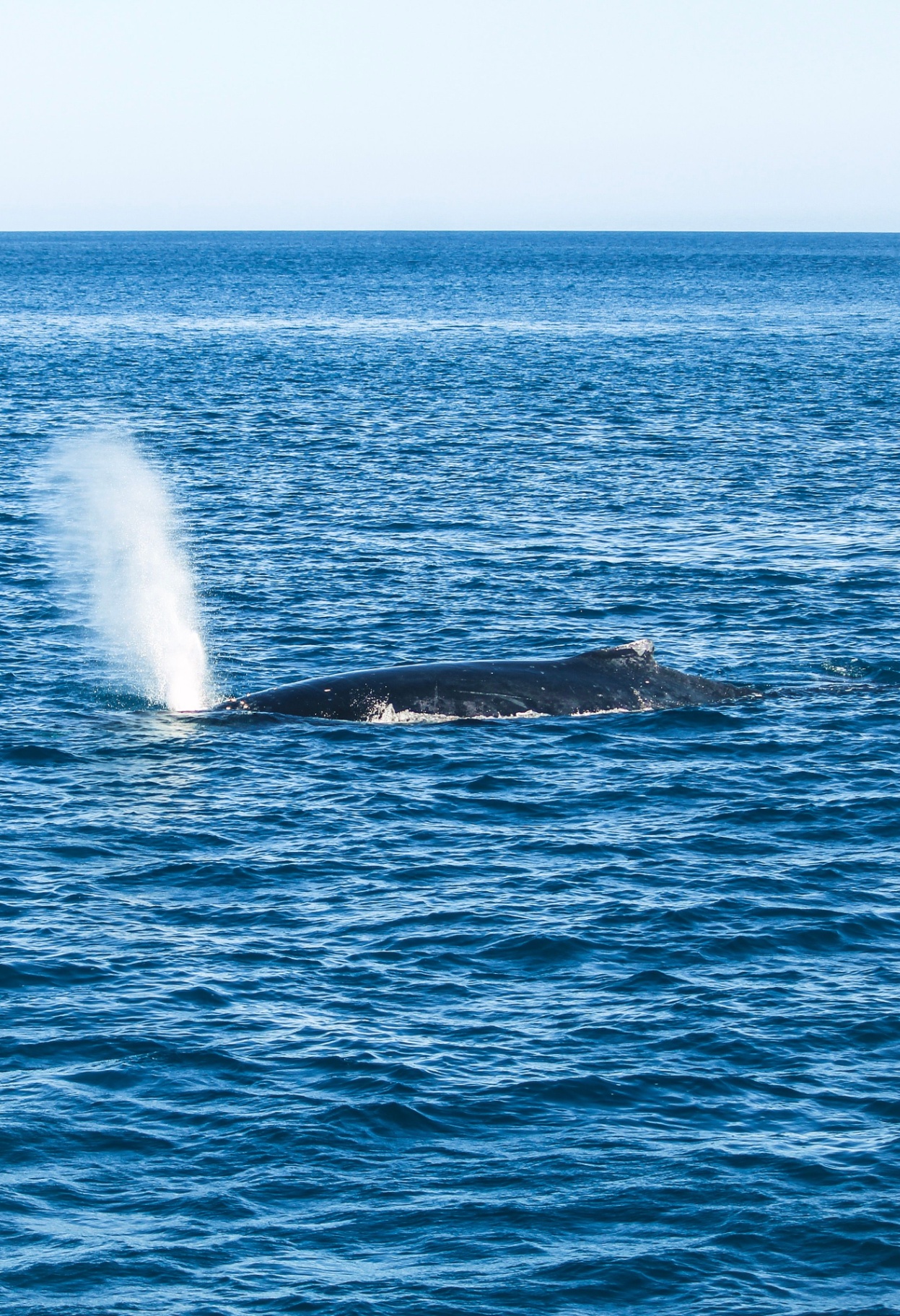 Observation des Baleines — 5