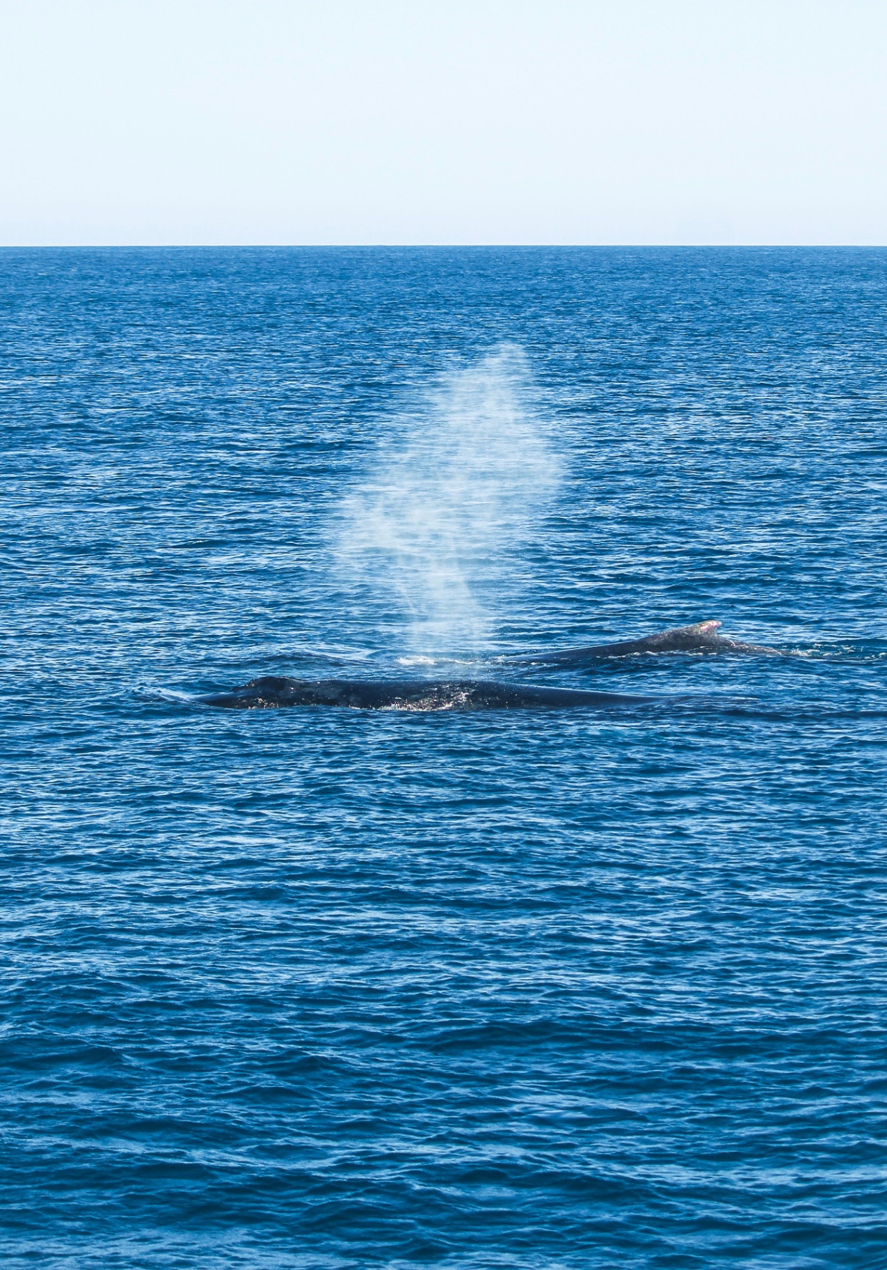 Observation des Baleines — 6
