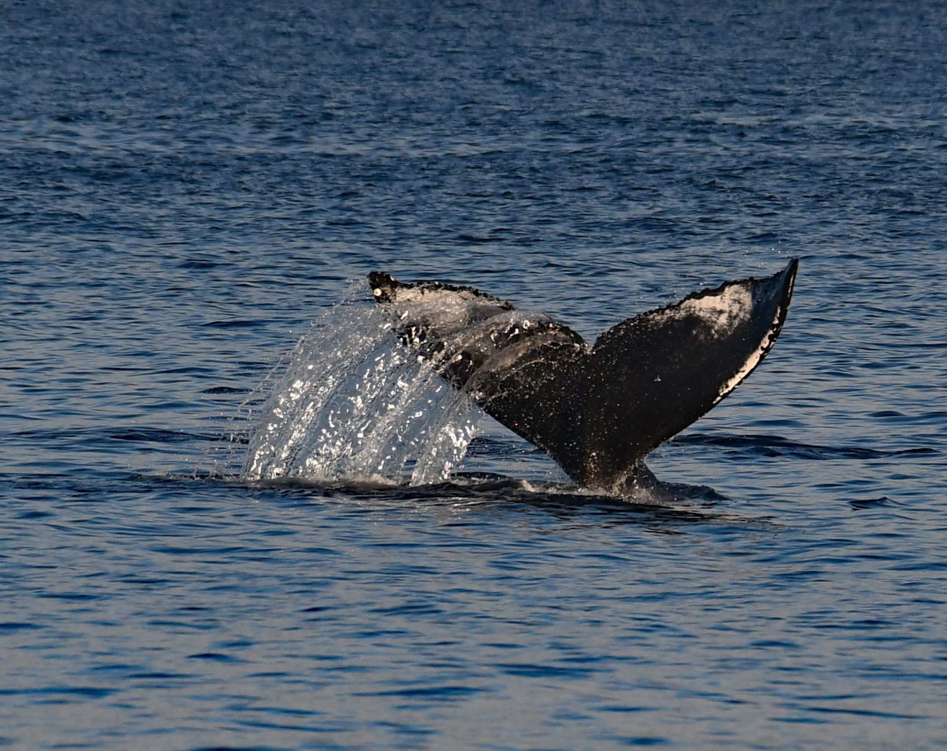 Observation des Baleines — 2