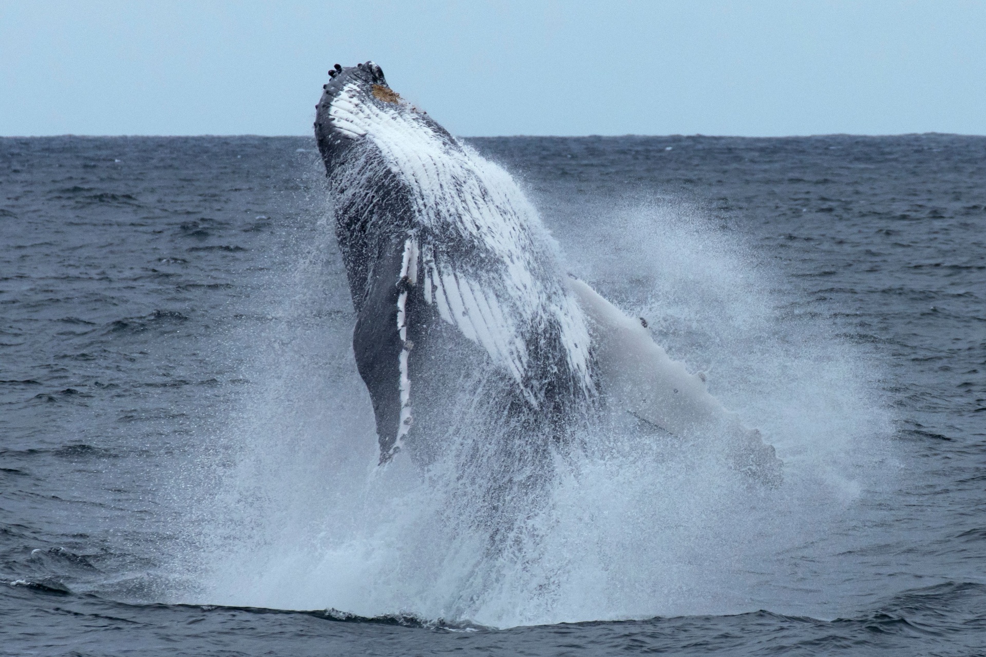 Observation des Baleines — 3