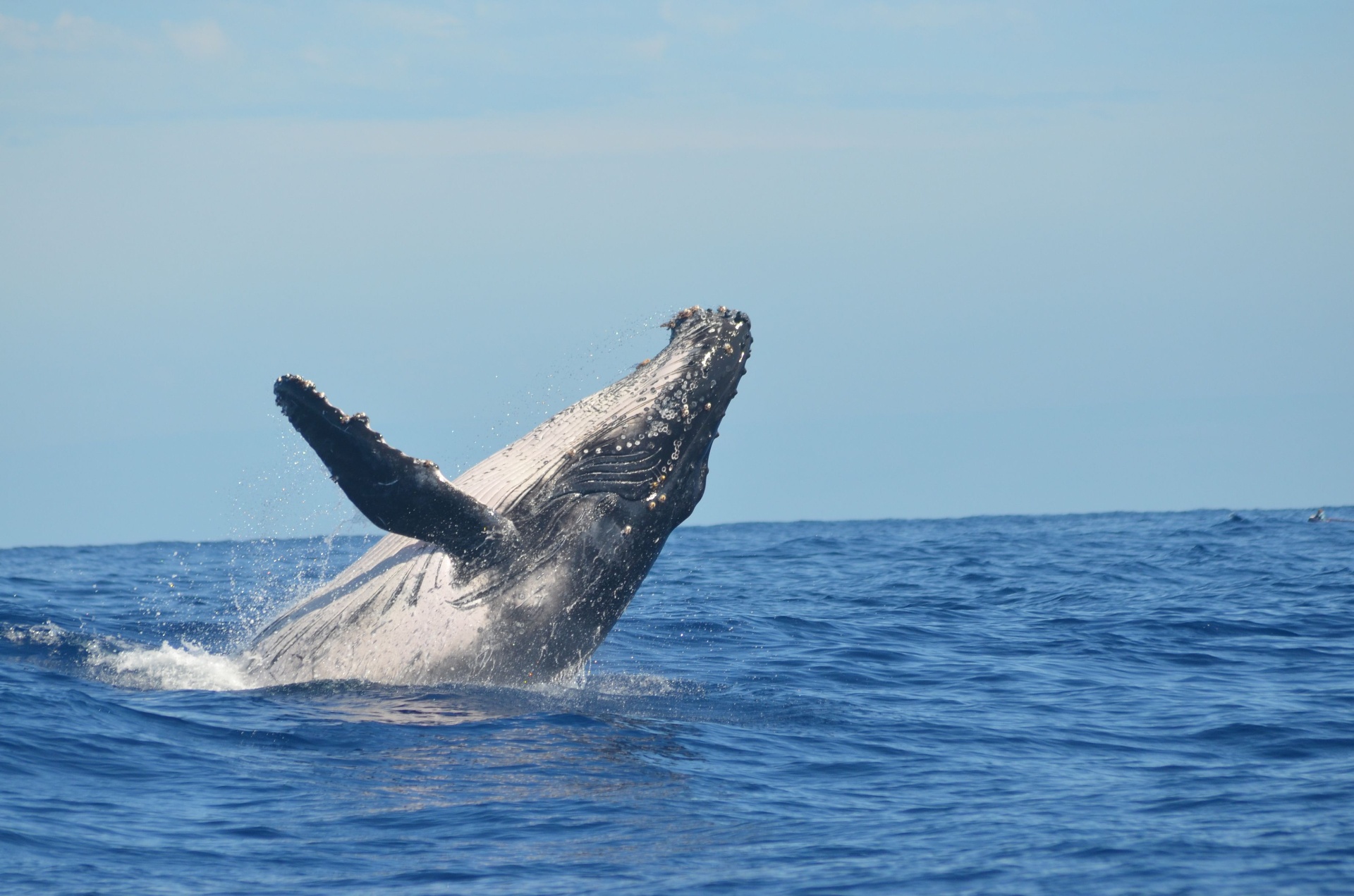 Observation des Baleines — 1