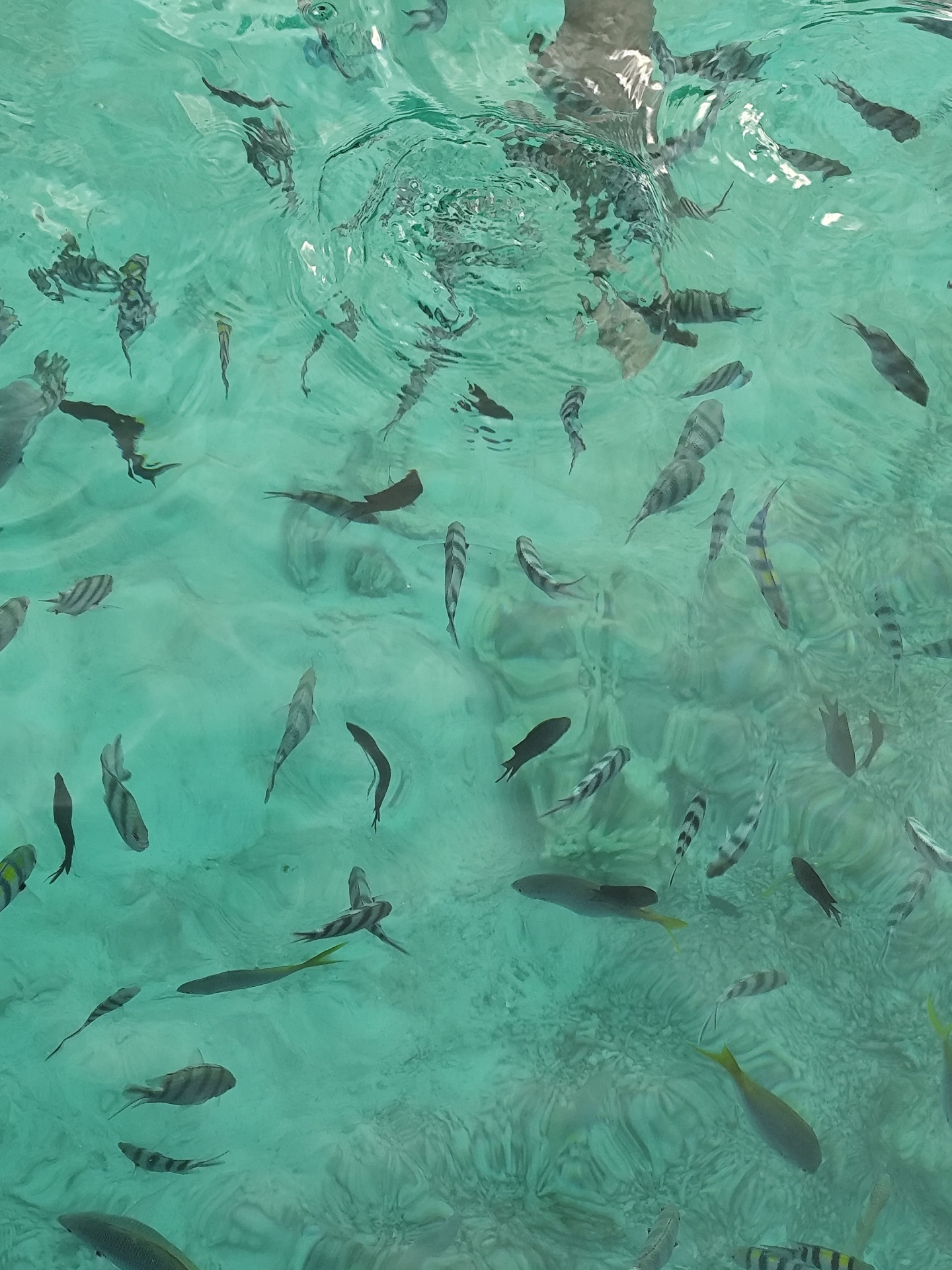 Snorkeling — 2