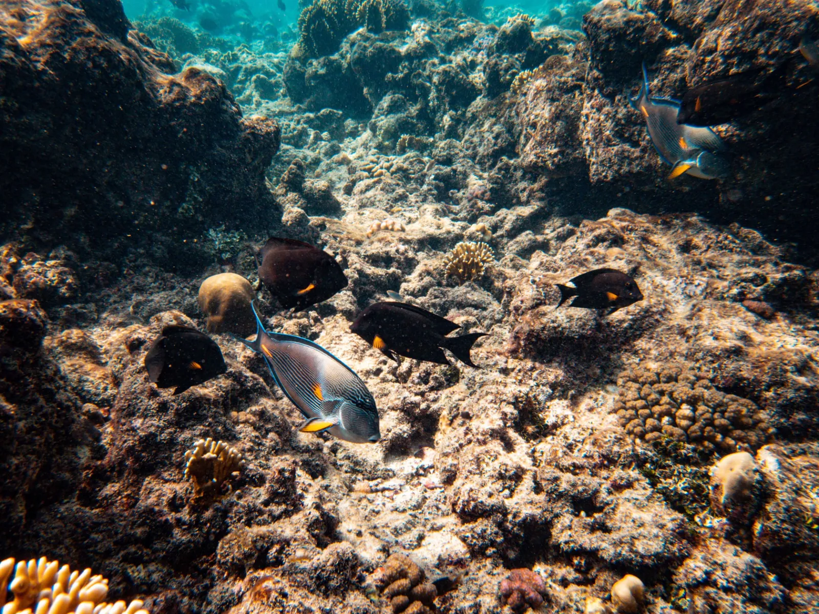 SNORKELING — 3