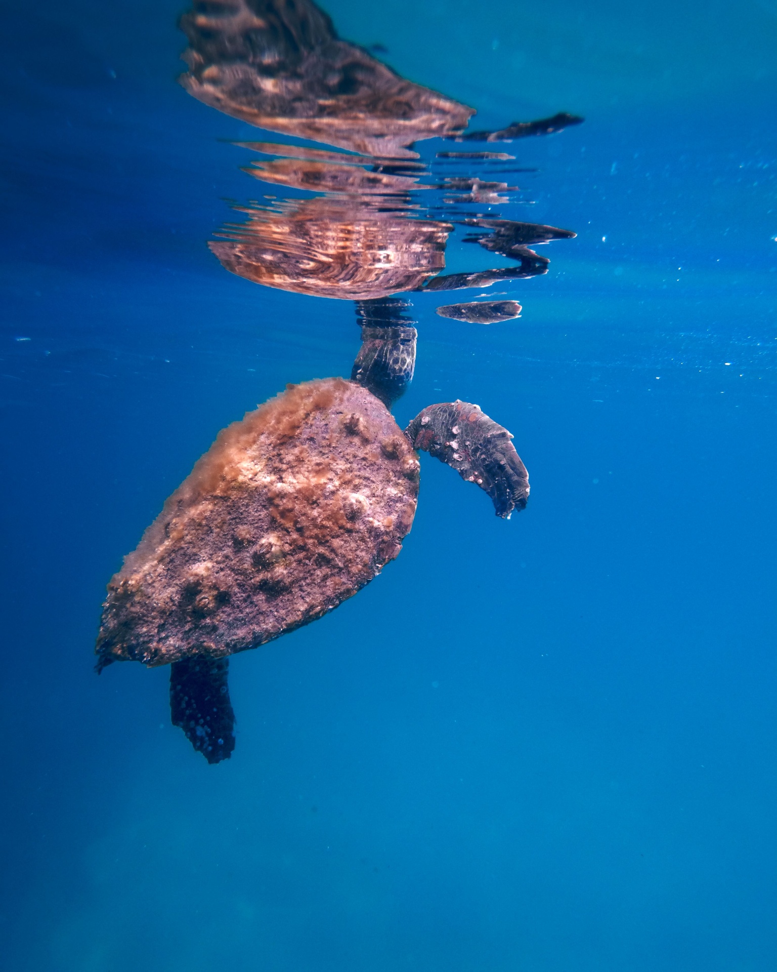 Snorkeling — 6
