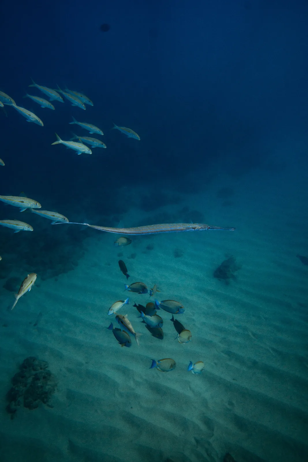 SNORKELING — 1