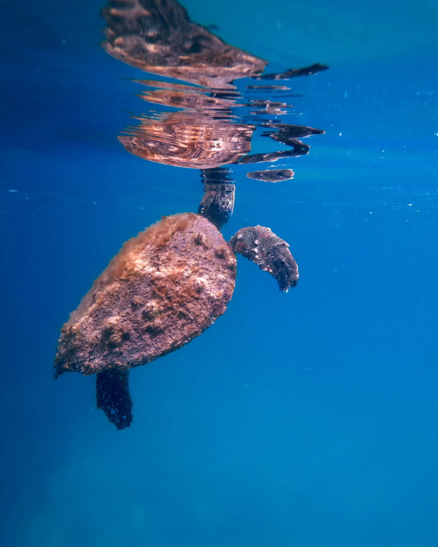 SNORKELING — 5