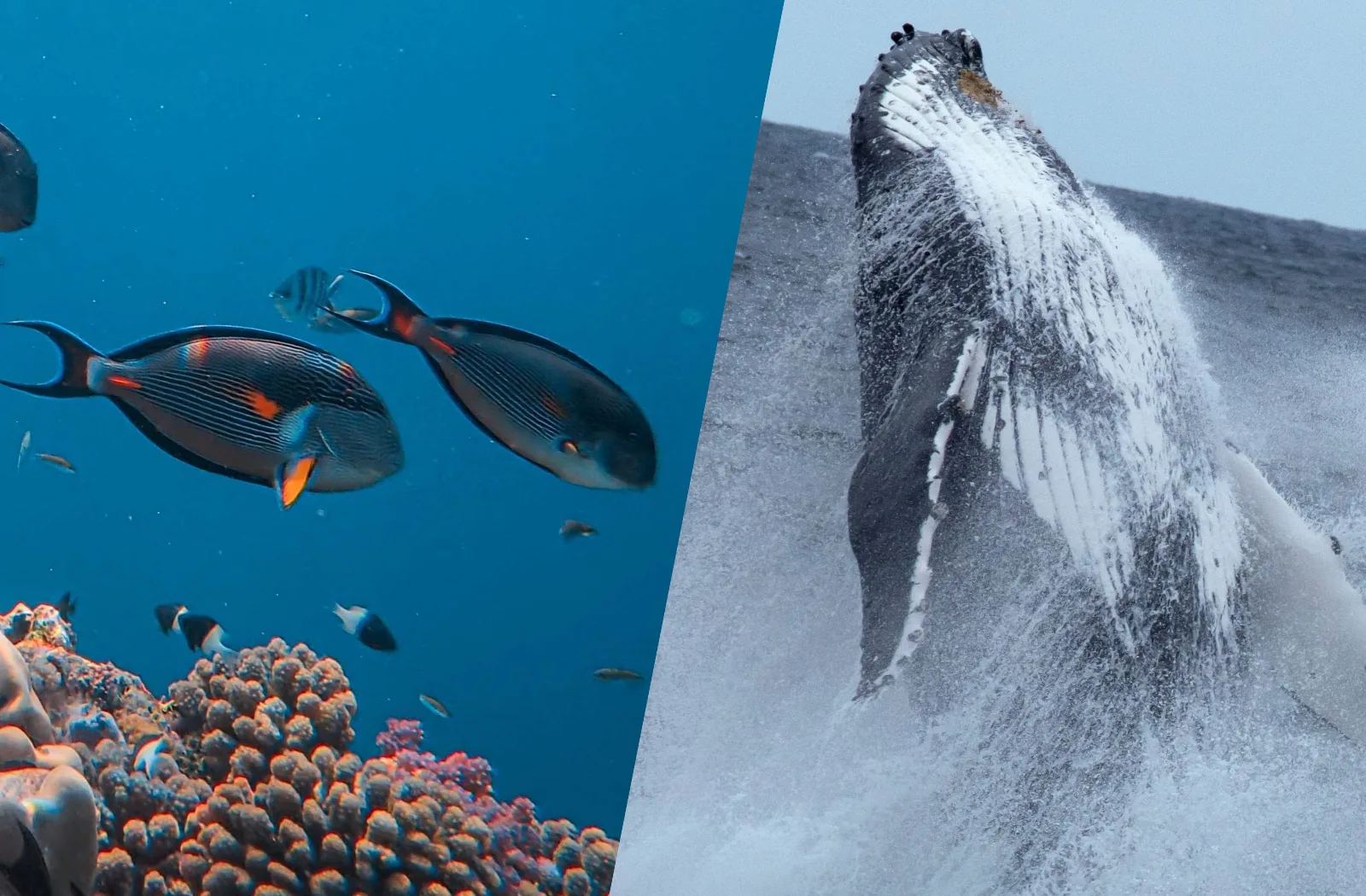Bain de poisson et baleine à bosse à Boa Vista