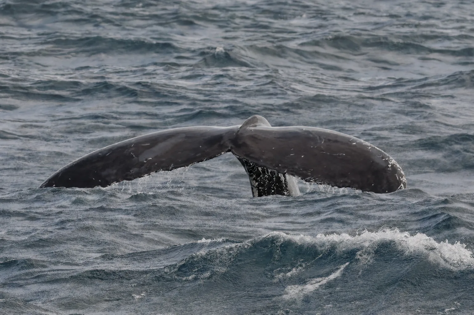 OBSERVATION DES BALEINES