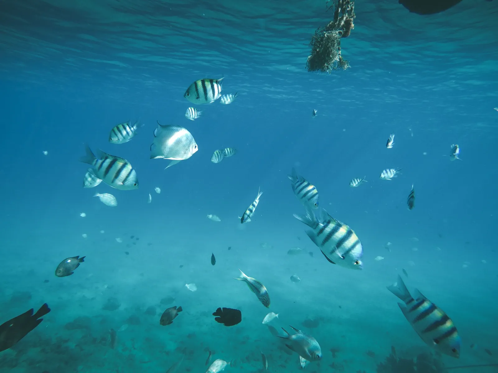 SNORKELING — 4