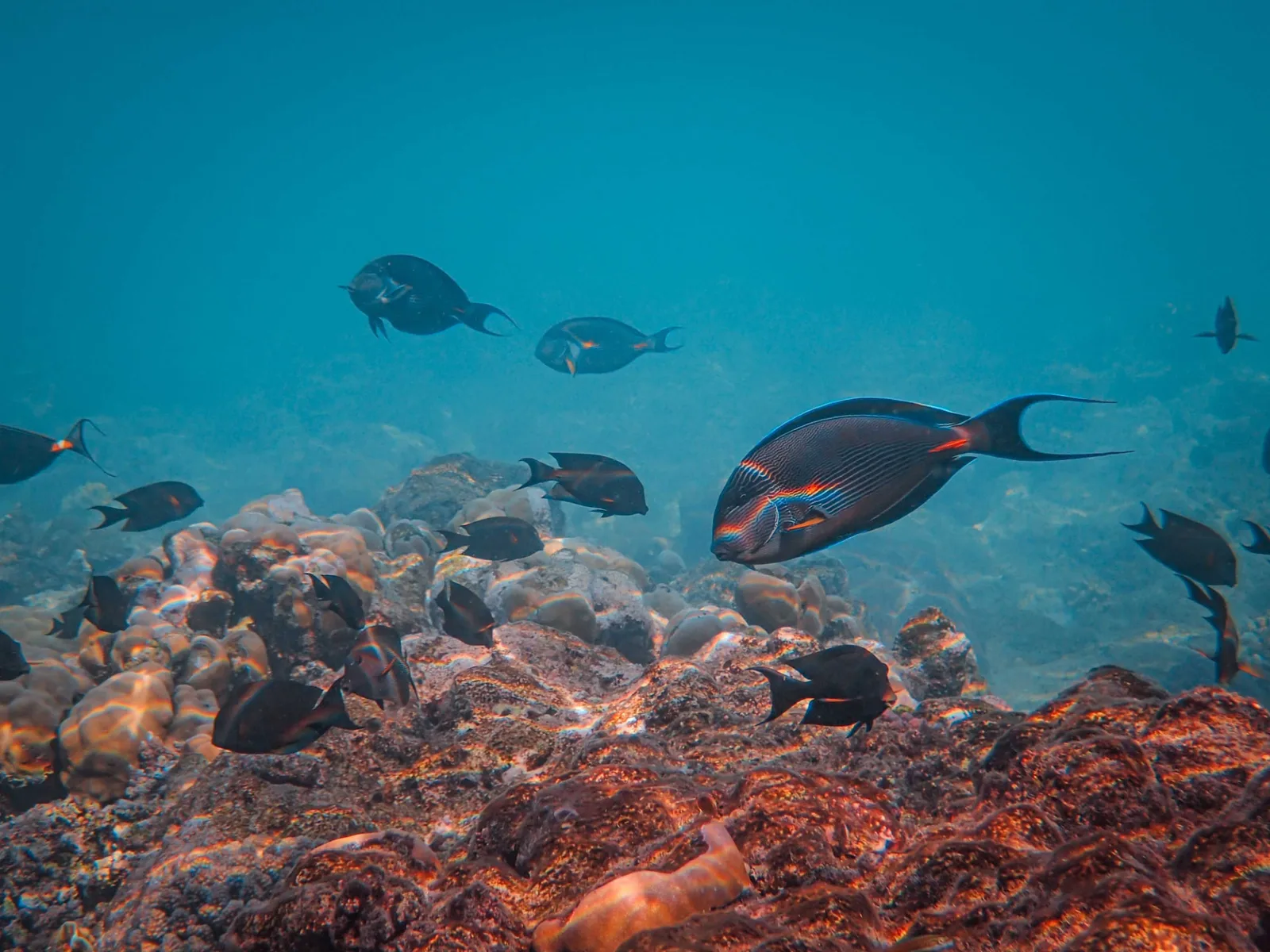 Snorkeling à Boa Vista : poissons, tortues et fonds marins
